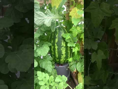 Video: Black Diamond Yellow Flesh Melon: Dyrkning af Yellow Flesh Black Diamond Vandmelonplanter