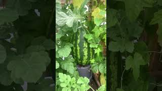 We Tried Growing a Watermelon in the UK 🍉