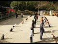 犬の訓練風景