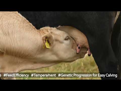 Flotterton Charolais Feature