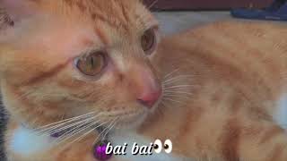 Tổng Hợp Những Vlog Cực Chill Vlog