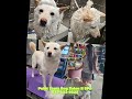 The ultimate solution for your dog's haircut: Point Loma Dog Salon N SPA.