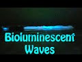 Bioluminescent Waves Of Southern California!