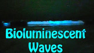 Bioluminescent Waves Of Southern California!