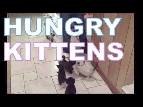 Hungry Kittens