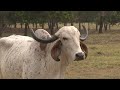 Producción de leche en la Llanura Colombiana - La Esmeralda Gyr  Gyrolando - El Mundo del Campo