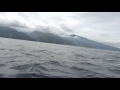 Tahiti : Sortie baleines et dauphins