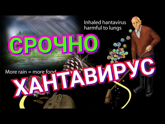 Хантавирус что это такое