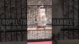Trucukan GACOR ropel satu nafas