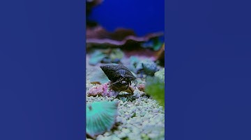 Algae Issues Happen & This Is the Best Way to Fix It! #brstv