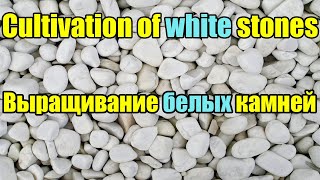 Cultivation of white stones at home \ Выращивание белых камней в домашних условиях