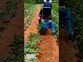 Fast &amp; Effective Peanut Harvester Machine!
