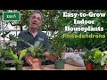 Three easytogrow indoor houseplants these philodendrons are nearly indestructible