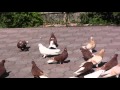 новое видео  голуби в Енакиево, летные, николаевские
