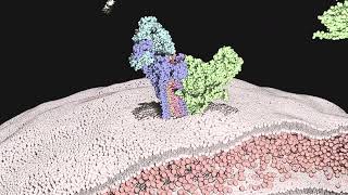 Cryo-EM advances that have shaped models of MAC assembly
