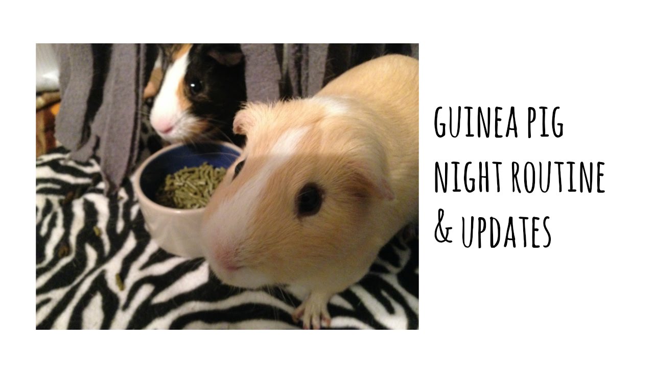 Guinea Pig Night Routine & Updates YouTube