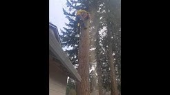 Tree removal vancouver Washington