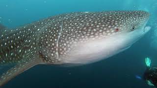 Китовая акула около 7 метров. Мальдивы 12.2020.