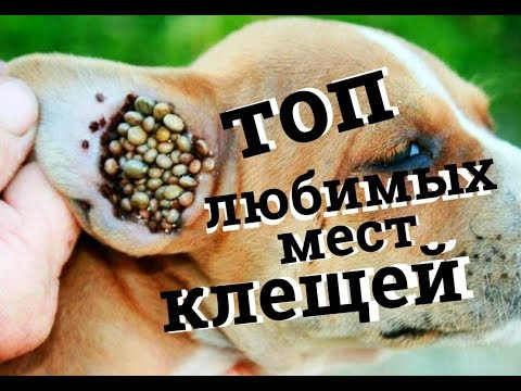 Топ любимых мест клещей. Мокрый нос