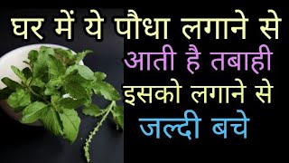 Plant benefit बुजुर्ग लोग भी इस पौधे को लगाने से कांपते हैं आप कभी ना लगाएं हो जाएं सतर्क