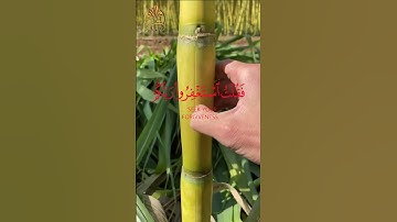 فَقُلْتُ اسْتَغْفِرُوا رَبَّكُمْ إِنَّهُ كَانَ غَفَّارًا | القارئ الشيخ ماهر المعيقلي