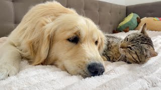 Adorable Cat and Golden Retriever Have Become Best Friends