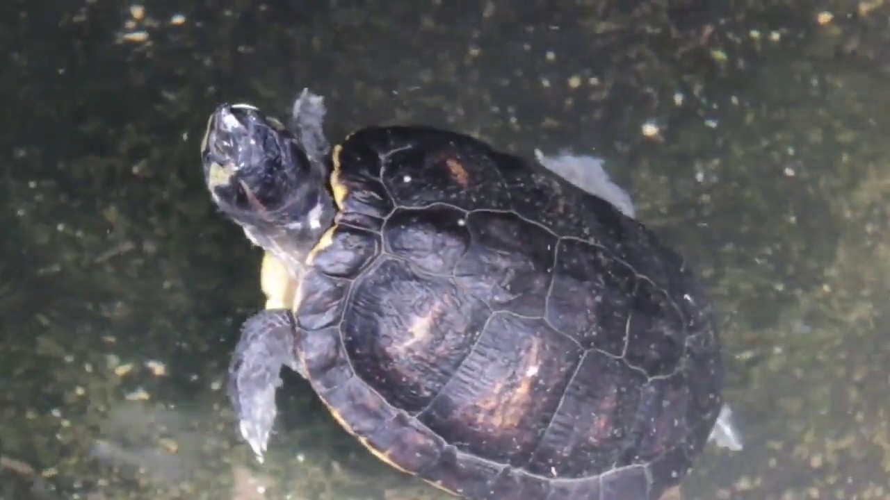 Indian flapshell turtle - Wikipedia