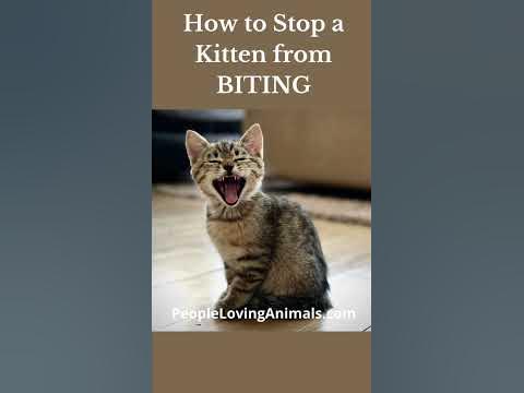 How to Stop a Kitten from Biting #shorts | Why Kittens Bite | How to