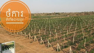 [4K]ចំការទំពាំងបាយជូរ Banan Grape Farm, Battambong Province