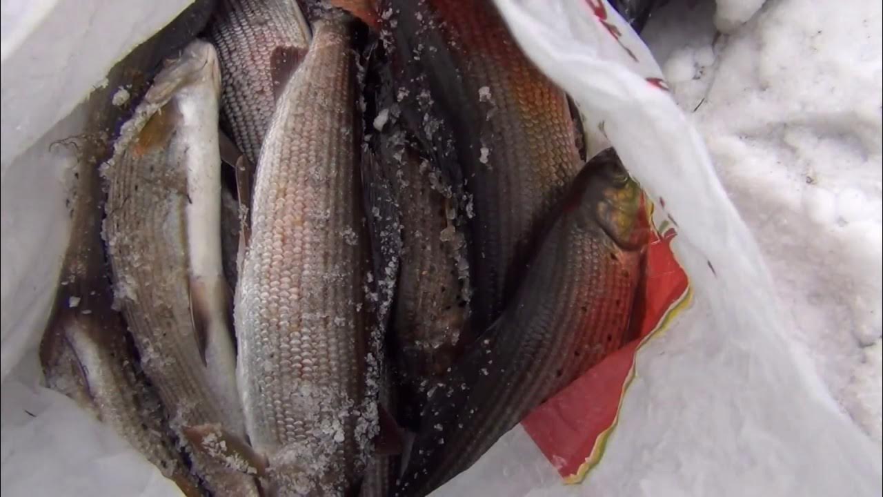 Зимняя рыбалка на хариуса. Инзер хариус. Хариус зимний улов. Хариус на льду. Зимний хариус.