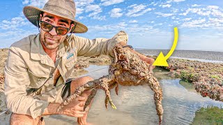 SPIDER CRABS & GIANT SALMON Catch, Clean & Cook