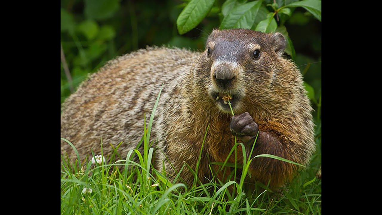 What To Do If...You Have A Groundhog Problem!