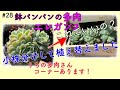 【多肉】#28 巨大化した多肉植物　エレガンスの小株分け　葉はどこまで取ればいいの？悩みながらの植え替えです