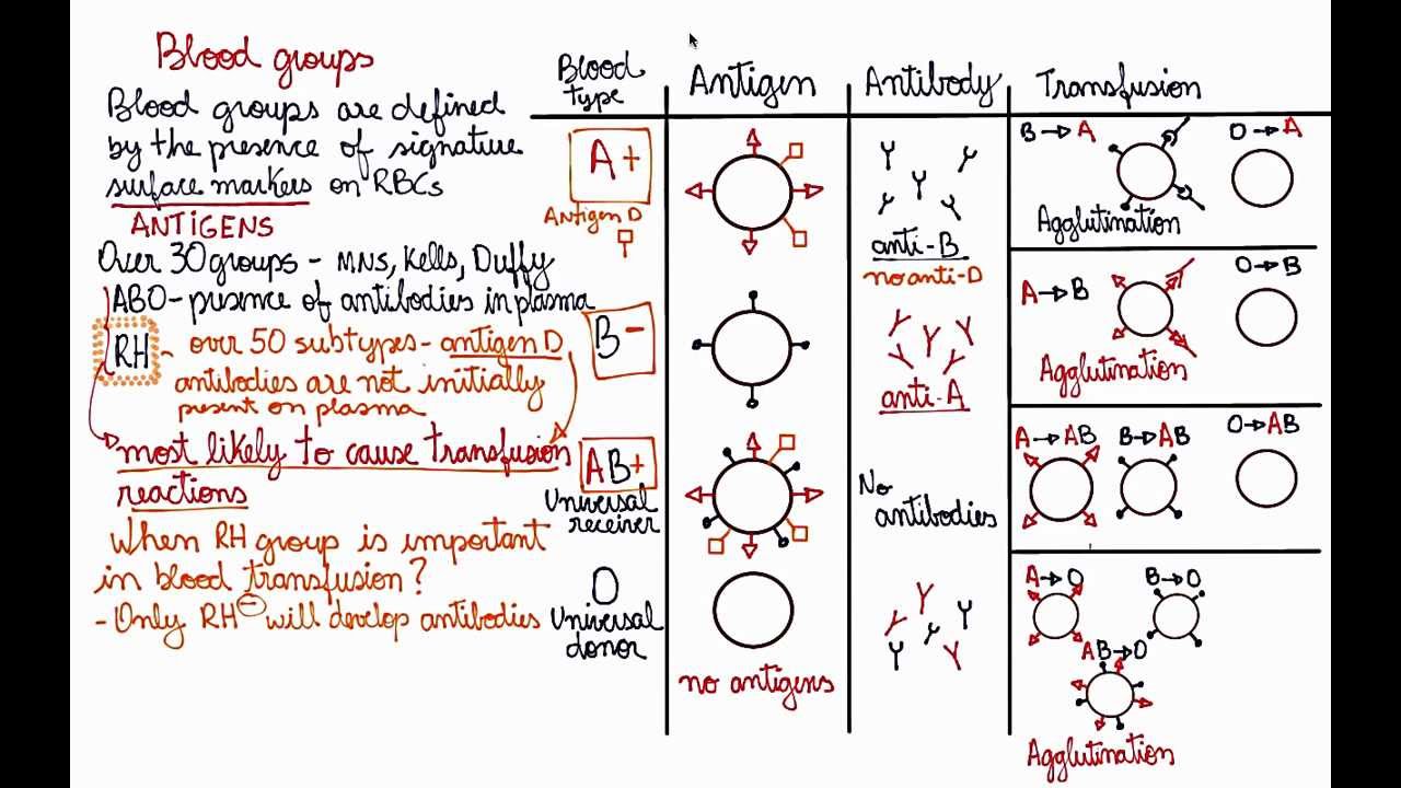 Blood types explanation. Understand without memorizing it - YouTube