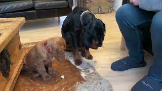 Funny Cockalier puppy learns to wait by Lille Bassumgaard 2,233 views 2 years ago 1 minute, 26 seconds