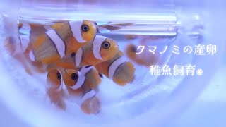 クマノミさんの繁殖に挑戦！産卵 孵化 稚魚飼育❀海水魚水槽 アクアリウム marine aquarium.