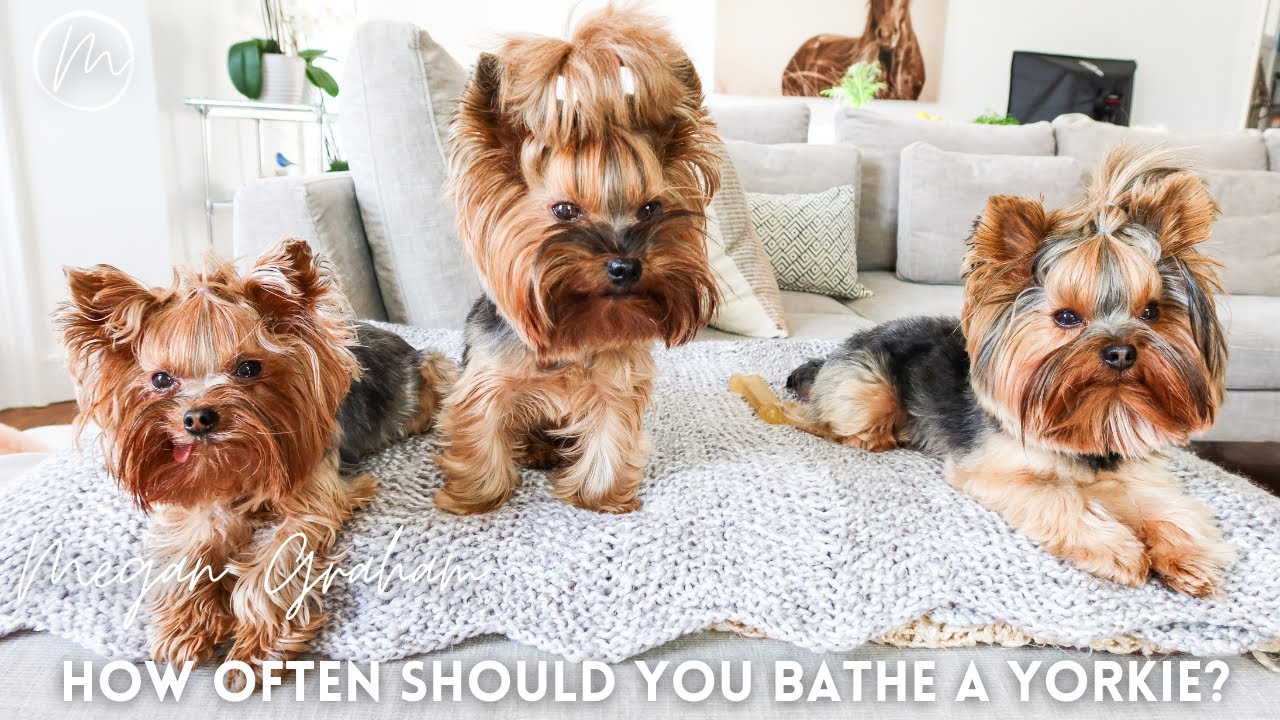 how often can i shower my yorkie