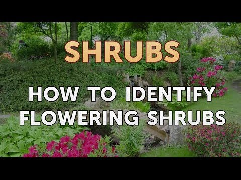 How to Identify Flowering Shrubs