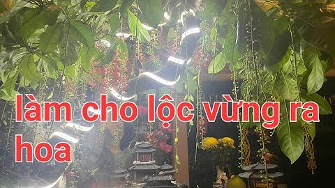 cách để lộc vừng ra siêu hoa