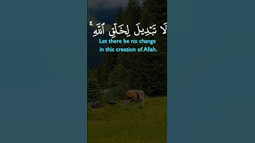 تلاوه مؤثره للشيخ سعد الغامدي من سورة الروم ❤️ #اسلام_صبحي #تلاوات_خاشعة #قرآن #راحة_نفسية #اكسبلور