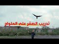 تعلم المرحلة الثالثة فى تدريب الصقور الملواح التلواح بعد فك الوكرية زينة وتألقت ما شاء الله تعلم المرحلة الثالثة فى تدريب الصقور الملواح التلواح بعد فك الوكرية زينة وتألقت ما شاء الله