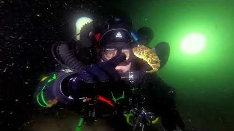 Puffers, Squids, and other sea life at Folly Cove,...