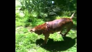 Ella - Your Search Is Over