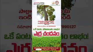 Red Sandal Farm Lands@SPP. సమాచారం కొరకు:91 7207990127.#guntur #hyderabad #viral #trends #shorts #yt