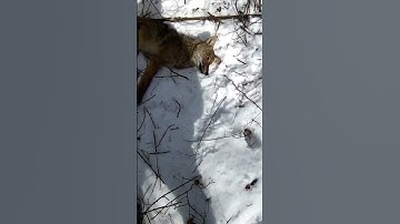 Coyote Trapping! (Coyote Pulls Earth Anchor, Almost Escapes!) (Bonehead Classic) #trappingcoyotes