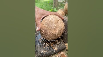 Nice skill in opening coconut from its shell