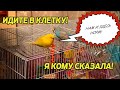 КАК ЗАМАНИТЬ ПОПУГАЯ ОБРАТНО В КЛЕТКУ | ПЕРВЫЕ ШАГИ ПРИРУЧЕНИЯ ПОПУГАЯ