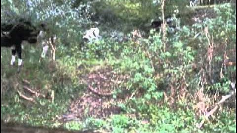 Observational study summary