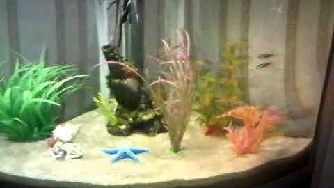 ufo 550 tropical angel fish and tetra and burps and leapord fish