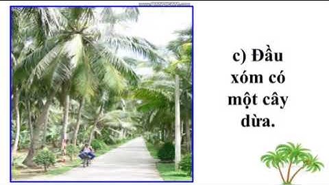 TLV 4 Tuần 25 Luyện tập xây dựng mở bài trong bài văn miêu tả cây cối